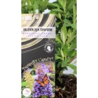 Törpe nyáriorgona, lila Buddleja dav. Butterfly Candy Little Lila C2