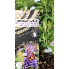   Törpe nyáriorgona, lila Buddleja dav. Butterfly Candy Little Lila C2