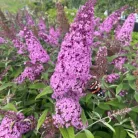 Illatos nyáriorgona Buddleja d. Pink Delight C3