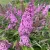 Illatos nyáriorgona Buddleja d. Pink Delight C3