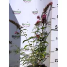 Illatos nyáriorgona Buddleja d. Pink Delight C3