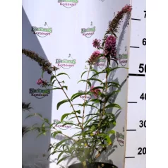 Illatos nyáriorgona Buddleja d. Pink Delight C3