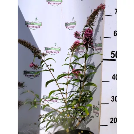 Illatos nyáriorgona Buddleja d. Pink Delight C3