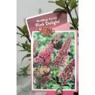 Illatos nyáriorgona Buddleja d. Pink Delight C3