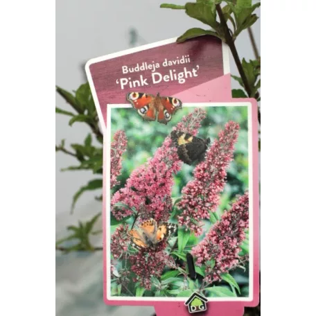 Illatos nyáriorgona Buddleja d. Pink Delight C3
