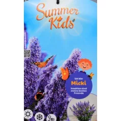 Buddleja d. Summer Kids Micki C5