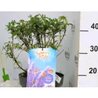 Buddleja d. Summer Kids Micki C5