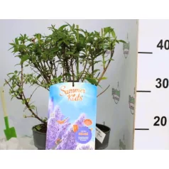 Buddleja d. Summer Kids Micki C5