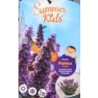 Buddleja d. Summer Kids Pablo Purple C5