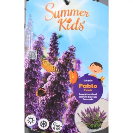 Buddleja d. Summer Kids Pablo Purple C5