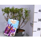 Buddleja d. Summer Kids Pablo Purple C5