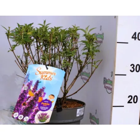 Buddleja d. Summer Kids Pablo Purple C5
