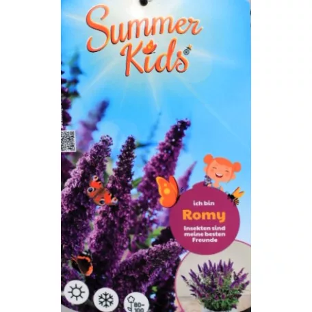 Buddleja d. Summer Kids Romy C5