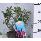 Buddleja d. Summer Kids Romy C5