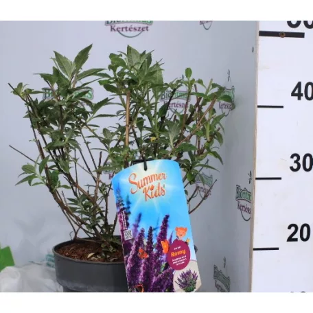 Buddleja d. Summer Kids Romy C5