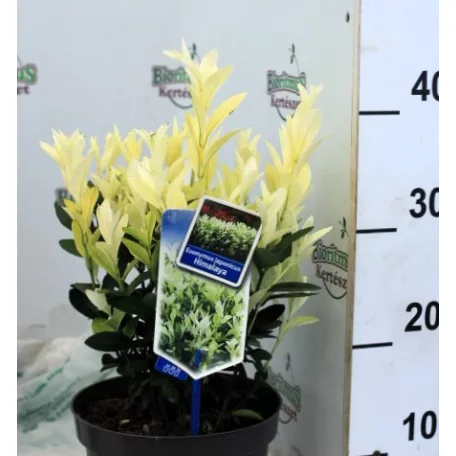 Japán kecskerágó Euonymus jap. Himalaya P19