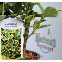   Japán kecskerágó, sárga-tarka levelű Euonymus jap. Marieke P13