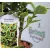 Japán kecskerágó, sárga-tarka levelű Euonymus jap. Marieke P13