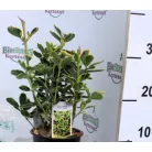 Japán kecskerágó, sárga-tarka levelű Euonymus jap. Marieke P13