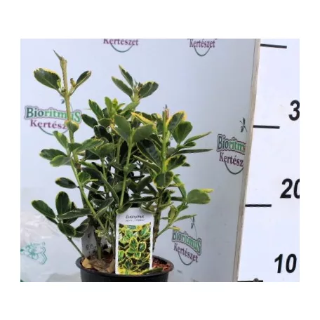 Japán kecskerágó, sárga-tarka levelű Euonymus jap. Marieke P13