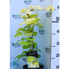 Kúszó hortezia Hydrangea petiolaris Bright Side PBR P17