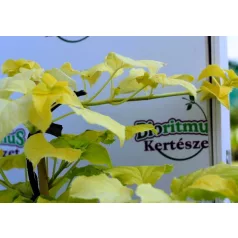 Kúszó hortezia Hydrangea petiolaris Bright Side PBR P17