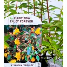 Tarka orbáncfű Hypericum moser. Tricolor V2