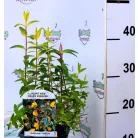 Tarka orbáncfű Hypericum moser. Tricolor V2