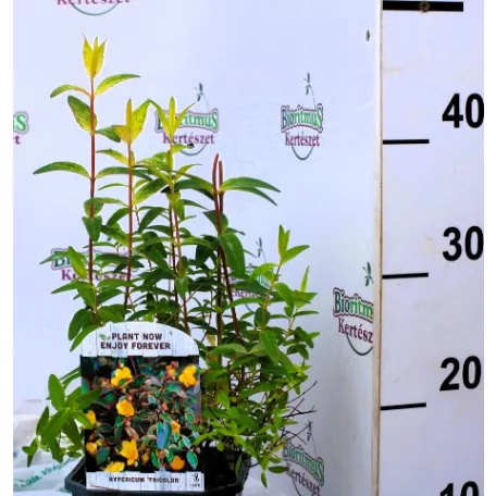 Tarka orbáncfű Hypericum moser. Tricolor V2