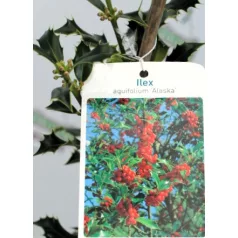 Magyal Ilex aquifolium Alaska C1,5