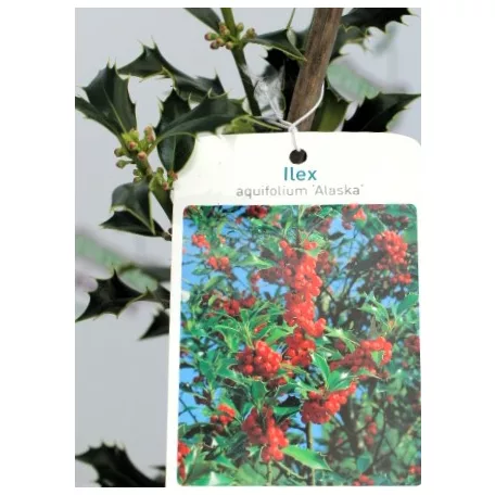 Magyal Ilex aquifolium Alaska C1,5