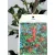 Magyal Ilex aquifolium Alaska C1,5