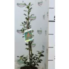 Magyal Ilex aquifolium Alaska C1,5