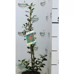 Magyal Ilex aquifolium Alaska C1,5