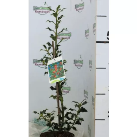 Magyal Ilex aquifolium Alaska C1,5