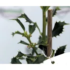 Magyal Ilex aquifolium Alaska C1,5