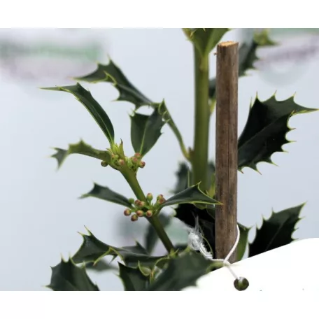 Magyal Ilex aquifolium Alaska C1,5