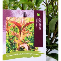 Fényeslevelű fagyal Ligustrum lucidum Green Screen C3
