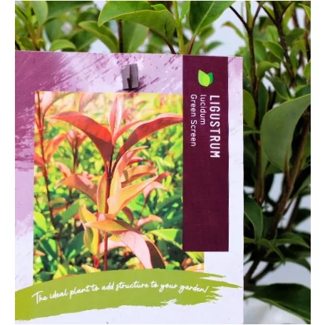 Fényeslevelű fagyal Ligustrum lucidum Green Screen C3