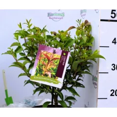 Fényeslevelű fagyal Ligustrum lucidum Green Screen C3