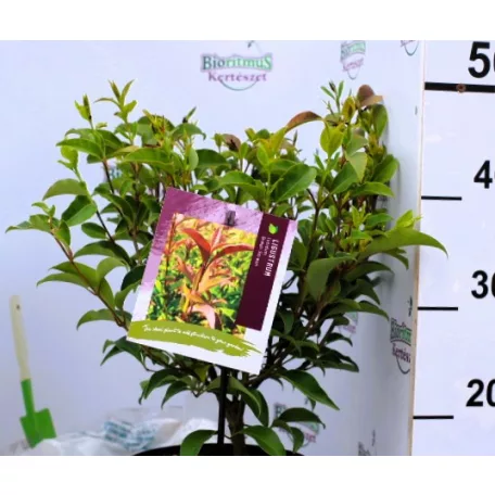 Fényeslevelű fagyal Ligustrum lucidum Green Screen C3