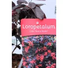 Kínai rojtosvirág Loropetalum chinense Black Pearl P15