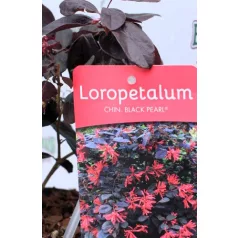 Kínai rojtosvirág Loropetalum chinense Black Pearl P15