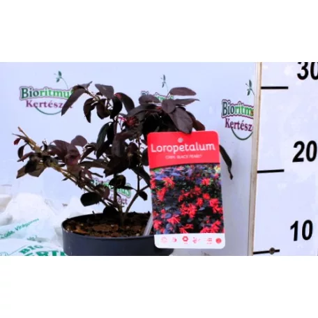 Kínai rojtosvirág Loropetalum chinense Black Pearl P15