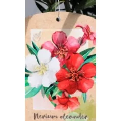 Leander Nerium oleander Tricolor N19T C3