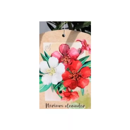 Leander Nerium oleander Tricolor N19T C3