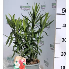 Leander Nerium oleander Tricolor N19T C3