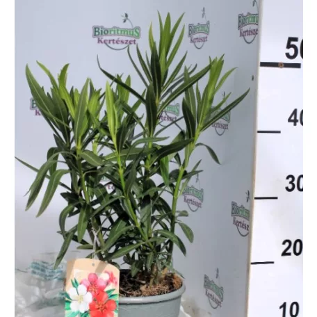 Leander Nerium oleander Tricolor N19T C3