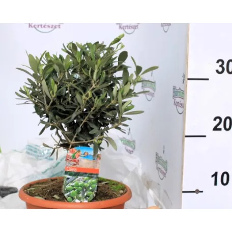 Olajfa Olea europaea P21