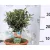 Olajfa Olea europaea P21